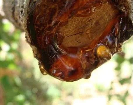 Which Trees Have Edible Sap? - Tree Secrets