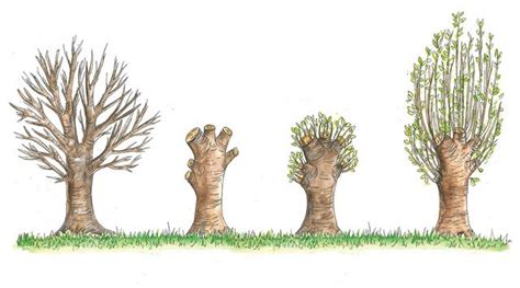 Pollarding of trees - Basic Agricultural Study