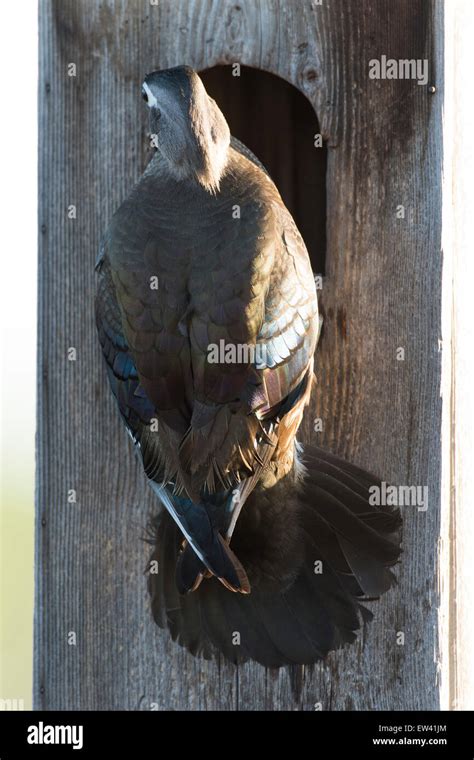 Nesting Hen Wood Duck Stock Photo - Alamy