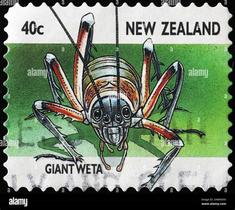 Giant weta, endemic insect of New Zealand on stamp Stock Photo - Alamy