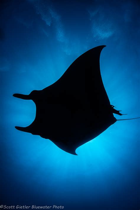 Best Manta Ray Diving in the World - Bluewater Dive Travel