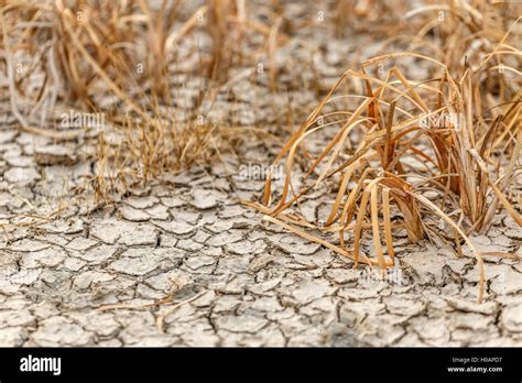 Effects Of Drought On Plants