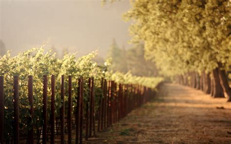 Vineyard Wallpapers - Top Free Vineyard Backgrounds - WallpaperAccess