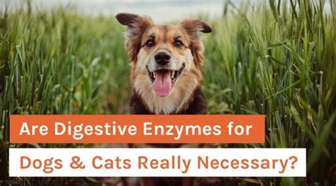 Are Digestive Enzymes for Dogs & Cats Really Necessary? – Organixx