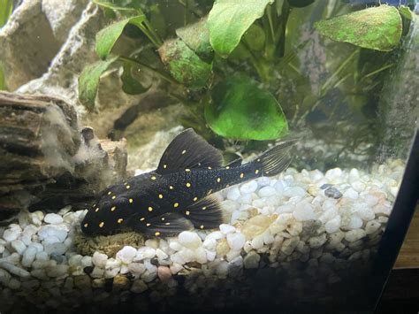 Hypostomus Plecostomus: Care Guide, Breeding & Tank Size