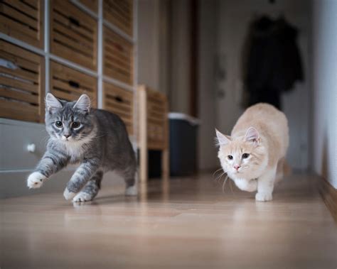 Help Reduce Conflict in a Multi-Cat Household | Comfort Zone