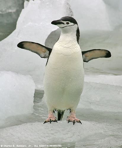 Chinstrap Penguin exercising flippers cooling down KF5P806… | Flickr