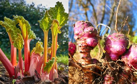 18 Perennial Veggies You Can Plant Once and Harvest For Years