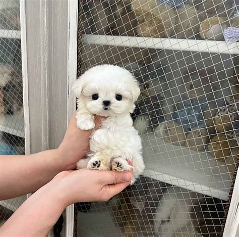 Teacup Maltese: A Tiny White Pooch To Love