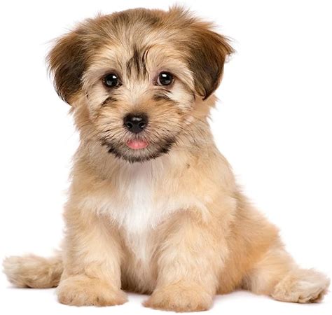 Havanese Puppy Dog Cute Sitting Puppy Posters For Wall Funny Dog Wall ...