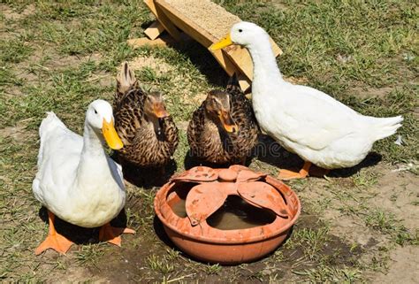 Ducks in the poultry yard stock photo. Image of animals - 59494970