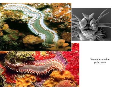 PPT - EUMETAZOA: ANIMALS with TRUE TISSUES Phylum: Annelida Symmetry: Bilateral PowerPoint ...