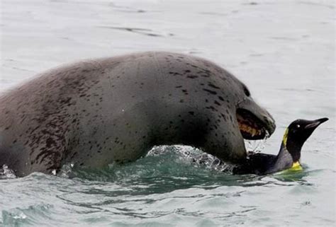 Leopard Seal - Fearsome Penguin Predator | Animal Pictures and Facts | FactZoo.com