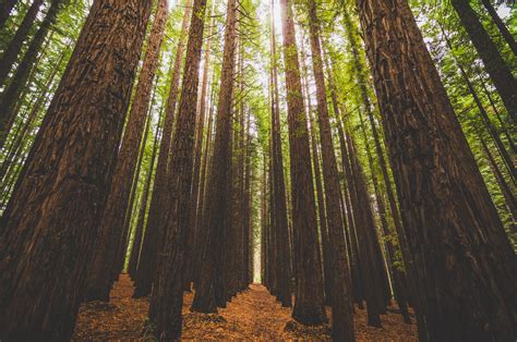 Surrounded by Giants. California Redwood Forest, Melbourne, Australia [OC][4912x3264] : r/EarthPorn