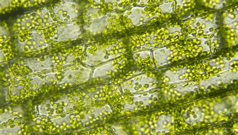 Why Do Chloroplasts Move in Elodea? | Sciencing