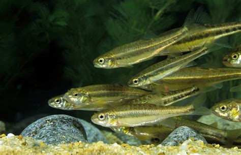 Can You Eat Minnows and How do They Taste? - Fishmasters.com