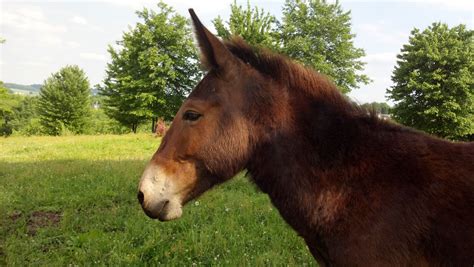 HINNEY STALLION (Tennessee Walker/Arabian X Donkey) Cross | Horses, Pets, Animals