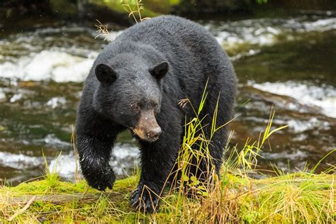 Things To Do In Ketchikan | Our Top 15 Must Do Activities