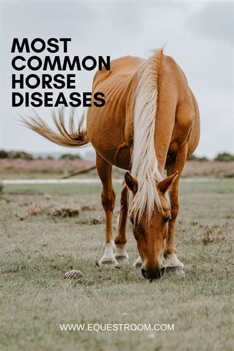 10 Common Horse Diseases