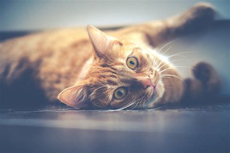 Signs and Symptoms of Cat Heart Failure: What to Look Out For | Heart + Paw