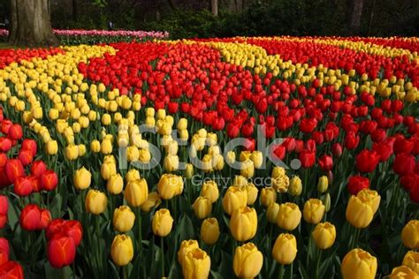 Tulips Amsterdam Stock Photo | Royalty-Free | FreeImages