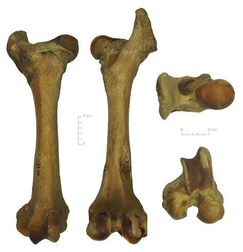 Femur Bos taurus voor-achter-boven-onder Femur = dijbeen Bos taurus = huisrund http ...