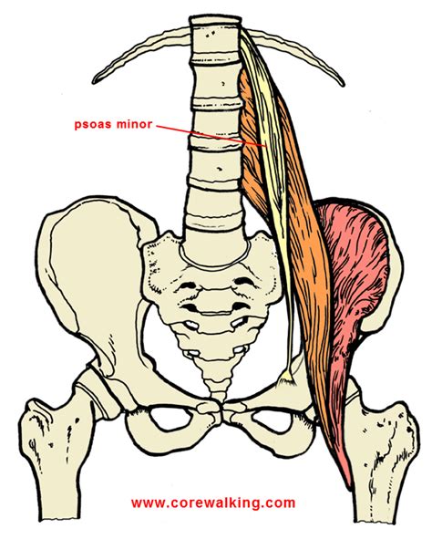 The Psoas Minor Is A Devolving Muscle