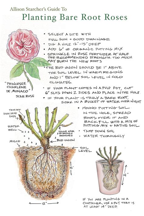 When to Plant Bare Root Roses? (How to Plant Successfully) - The Garden ...