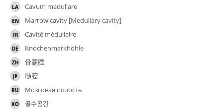 Marrow cavity [Medullary cavity] - vet-Anatomy - IMAIOS