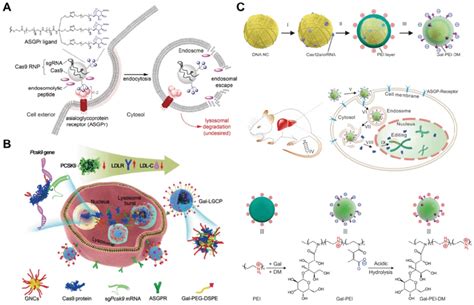 Gal-mediated targeted Cas9 RNP delivery. A. Receptor-mediated delivery ...