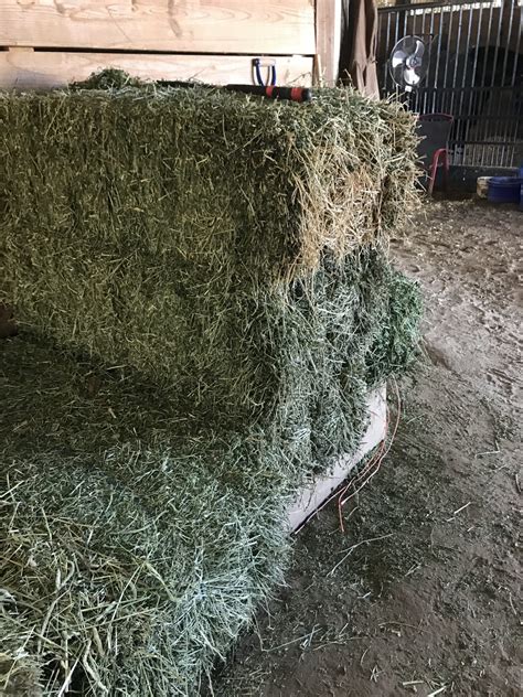 Horse Hay: The Best Kind To Buy And How To Choose It