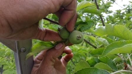 Article Thinning Fruit on Apple Trees: Trees of Antiquity, Heirloom ...