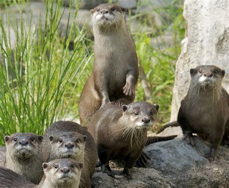 Otter Family Makes a Splash at the Smithsonian’s National Zoo ...