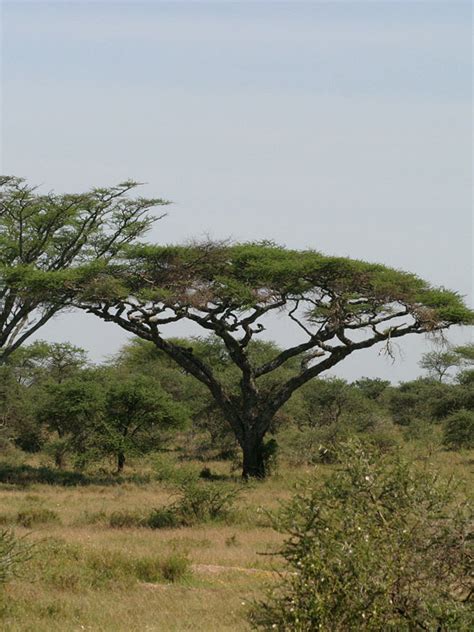 Flat-Top Acacia Tree (acacia abyssinica) – Urban Xeriscape