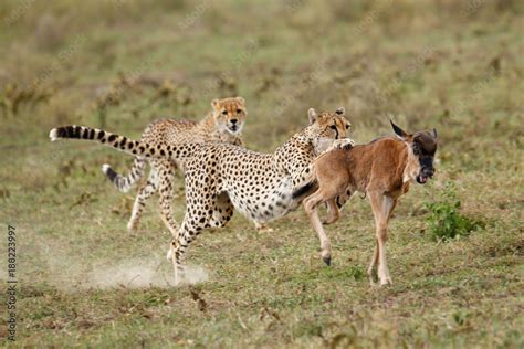 Cheetah Chase Stock Photo | Adobe Stock