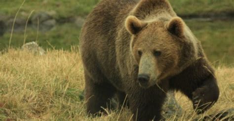 15 Ejemplos de Animales Omnívoros