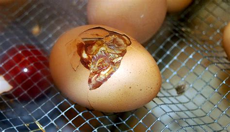 How to Incubate and Hatch Chicken Eggs - Hobby Farms