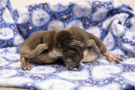 Moody Gardens welcomes new Macaroni Penguin siblings | CW39 Houston