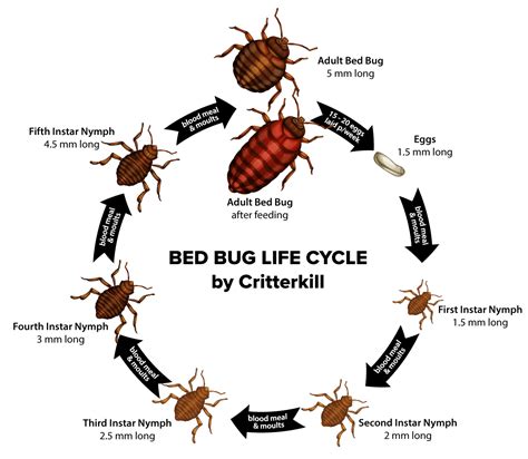 Critterkill – how to get rid of bed bugs | Critterkill Pest Control