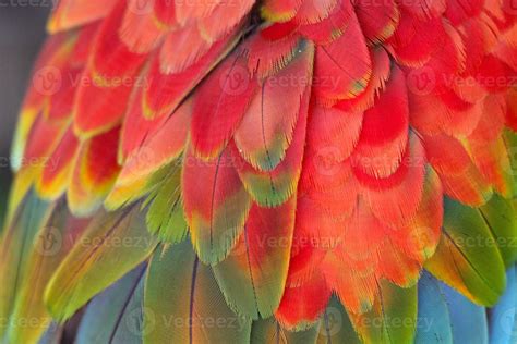 Macaw feathers 760422 Stock Photo at Vecteezy