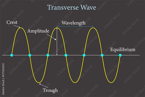 transverse wave presentation . Crest, trough, wavelength and amplitude ...