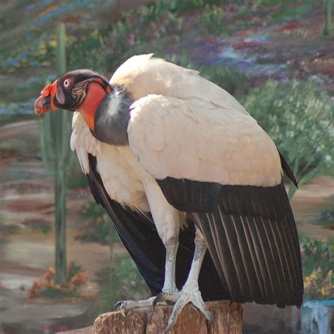 AVEEK- Blogs: King vulture