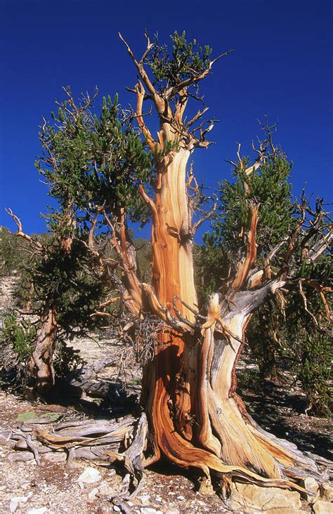 Bristlecone Pine Tree In Shulman Grove Photograph by John Elk