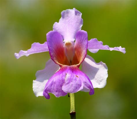 Orchids Are The National Flower Of Singapore - Sevilla Lanueva