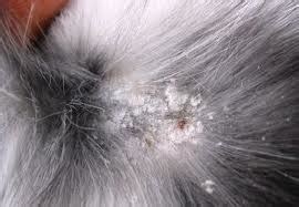 Rabbit mites, how to identify them and what to do