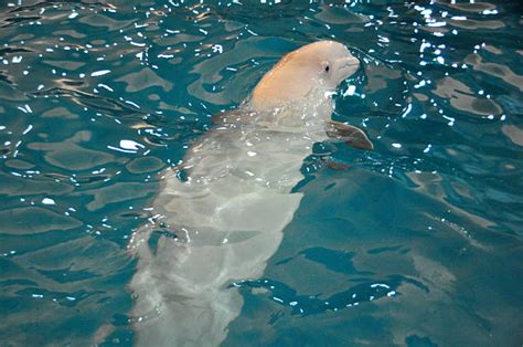 Beluga Whale Teeth Stock Photos, Pictures & Royalty-Free Images - iStock