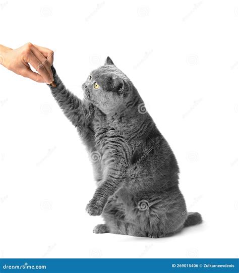 The Cat on Its Hind Legs Reaches for a Treat Stock Photo - Image of ...