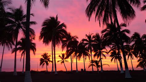 Palm Trees, Sunset, Riviera Nayarit - Palm Tree Wallpaper Sunset - 1920x1080 Wallpaper - teahub.io