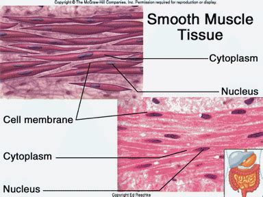 Smooth Muscle Cell Structure