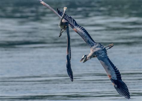 Mid air collision ... with herons: Two herons flying together, one rammed the other's backside ...